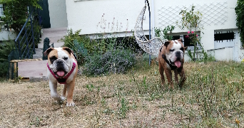 carole pet sitter à Neuilly Plaisance 93360_4