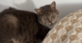 tess pet sitter à PARIS 18 75018_4