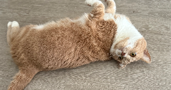 crapart pet sitter à CRETEIL 94000_3