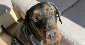 enora pet sitter à ST URBAIN 29800_3