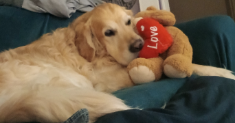 stéphanie dog sitter à GEX 01170_0