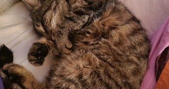 lilou pet sitter à THEUX 4910_3