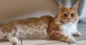 gwendoline pet sitter à Val de la Haye 76380_5