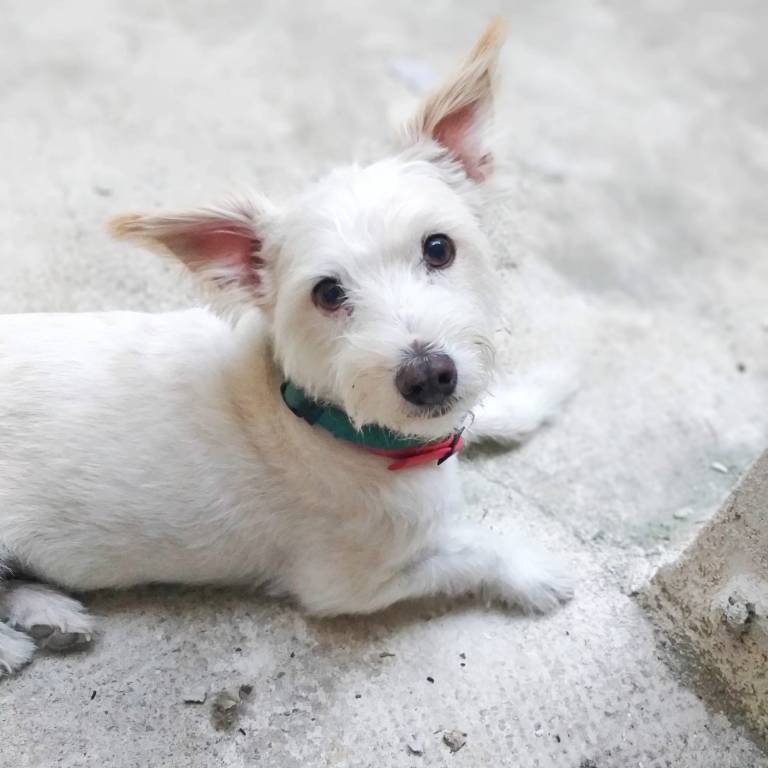 Maria pet sitter à Aix-en-Provence 13100_3