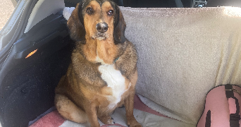 aline pet sitter à CALUIRE ET CUIRE 69300_2