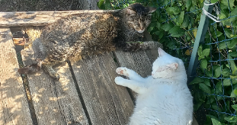 aurore pet sitter à AUBAGNE 13400_3