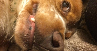 kazuhi pet sitter à MARSEILLE 07 13007_4