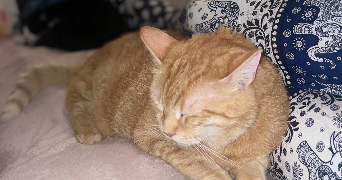 julienne pet sitter à LE BOURGET 93350_1