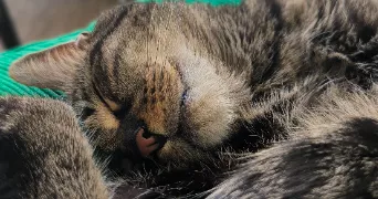 julianne pet sitter à CARRIERES SUR SEINE 78420