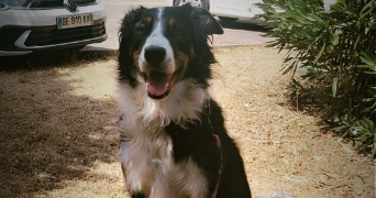 prescillia pet sitter à SIX FOURS LES PLAGES 83140_4