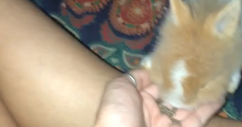 watre pet sitter à ST ORENS DE GAMEVILLE 31650_2