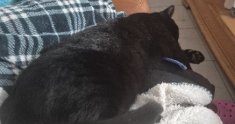 eva pet sitter à Raismes 59590_1