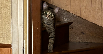 Cassandre pet sitter à CHELLES 77500_7