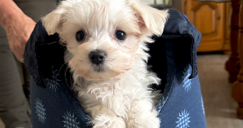 elsa pet sitter à ST ETIENNE DU ROUVRAY 76800_2