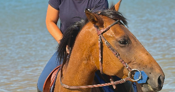 laura pet sitter à LES SABLES D OLONNE 85340_2