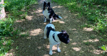 alix pet sitter à AGEN 47000_3