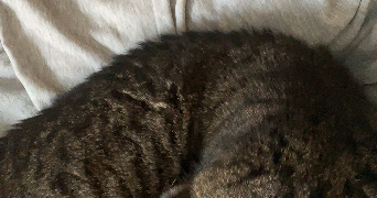 mathilda pet sitter à BLAGNAC 31700_1