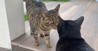 cécile cat sitter à BORDEAUX 33000_0