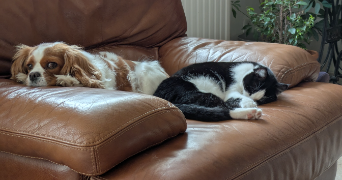 sophie pet sitter à CAUMONT SUR DURANCE 84510_2