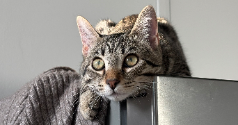 axelle pet sitter à Vertou 44120_1