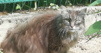 laura pet sitter à Epoisses 21460_1