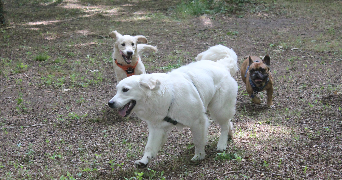 salomé pet sitter à ST MARS LA BRIERE 72470_6