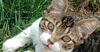 mathéo pet sitter à CARVIN 62220_0