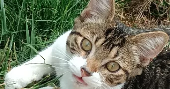 mathéo pet sitter à CARVIN 62220