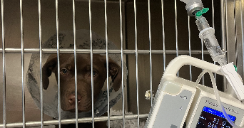 laureen pet sitter à VALENTIGNEY 25700_4
