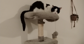 zadig pet sitter à MEYLAN 38240_3