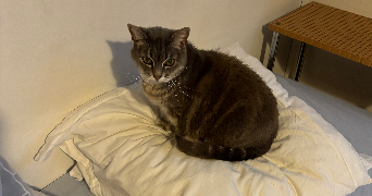 corentin pet sitter à Ivry-sur-seine 94200_5