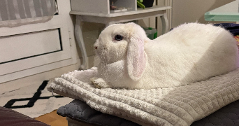 angélique pet sitter à ISSY LES MOULINEAUX 92130_9