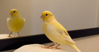 ruimin pet sitter à PARIS 13 75013_4