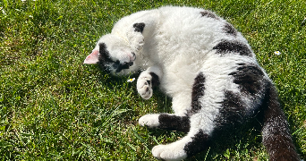 violette pet sitter à CLOYES LES TROIS RIVIERES 28220_3