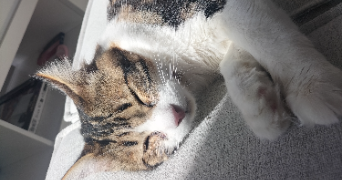 christal cat sitter à L ISLE JOURDAIN 32600_1