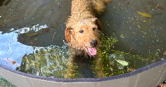 amalia pet sitter à MONTPELLIER 34090_6