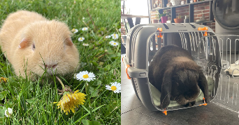 elynn pet sitter à EVIN MALMAISON 62141_0