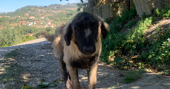 melina pet sitter à DEUIL LA BARRE 95170_1