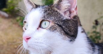 anissa pet sitter à BRUNOY 91800_2