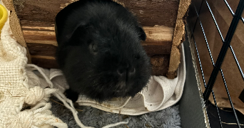 angélique pet sitter à ISSY LES MOULINEAUX 92130_8