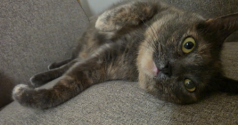 omayma pet sitter à NANTERRE 92000_0