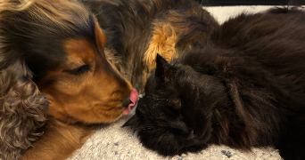 pauline pet sitter à ROUEN 76000_0