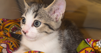sandra pet sitter à ACHERES 78260_1
