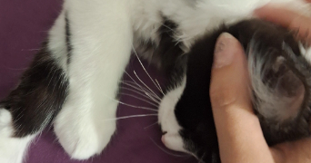 léa pet sitter à MERIEL 95630_1