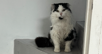 sandra pet sitter à CLAYE SOUILLY 77410_9