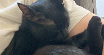 lea pet sitter à MONTPELLIER 34070_2