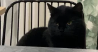 inès pet sitter à LEFOREST 62790