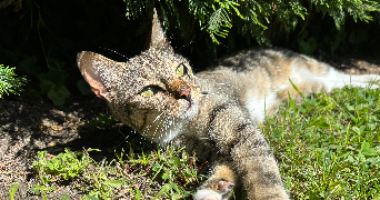 Justine pet sitter à Domène 38420_5