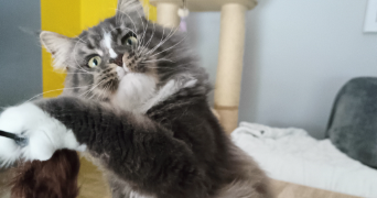 angèle pet sitter à WASQUEHAL 59290_4
