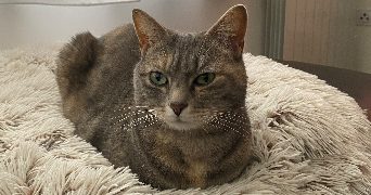 lou-anne pet sitter à Marquette lez lille 59520_8